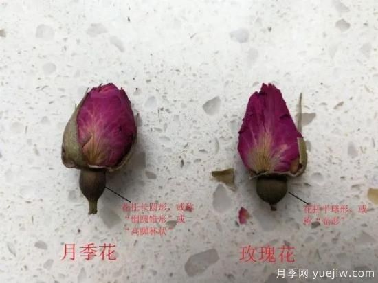 月季和玫瑰如何區(qū)分？圖解科普很詳細(圖5)