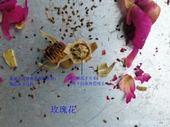 月季和玫瑰如何區(qū)分？圖解科普很詳細(圖6)