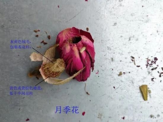 月季和玫瑰如何區(qū)分？圖解科普很詳細(圖7)