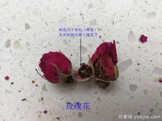 月季和玫瑰如何區(qū)分？圖解科普很詳細(圖8)