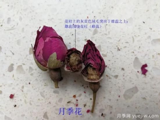 月季和玫瑰如何區(qū)分？圖解科普很詳細(圖9)