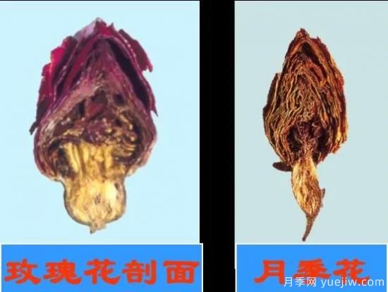 月季和玫瑰如何區(qū)分？圖解科普很詳細(圖10)