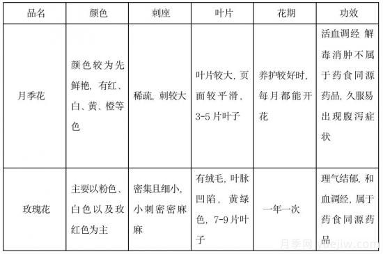 月季和玫瑰如何區(qū)分？圖解科普很詳細(圖14)