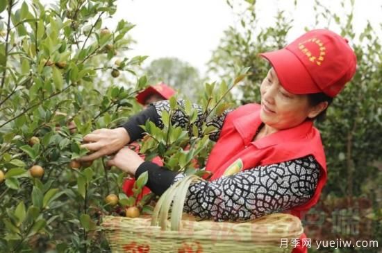 光山油茶果：從種得好到賣得好，怎么做到的(圖1)