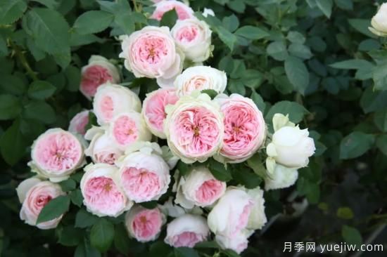 初冬月季花苞打不開，可能是這些原因，有什么應(yīng)對措施(圖6)