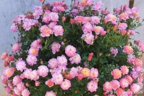 讓盆栽月季花開爆盆的方法，選對花盆，水肥管理是重點(圖1)
