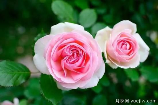讓盆栽月季花開爆盆的方法，選對花盆，水肥管理是重點(圖2)