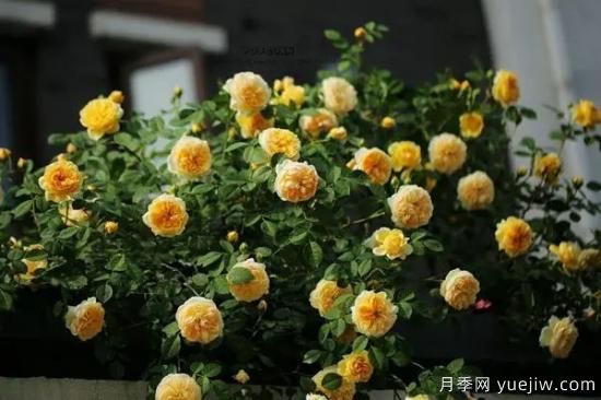 讓盆栽月季花開爆盆的方法，選對花盆，水肥管理是重點(圖3)