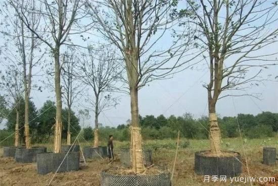 容器苗與傳統(tǒng)的大地育苗相比，優(yōu)點(diǎn)顯而易見(jiàn)(圖1)