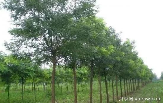 苗木長(zhǎng)勢(shì)弱怎么辦？(圖1)
