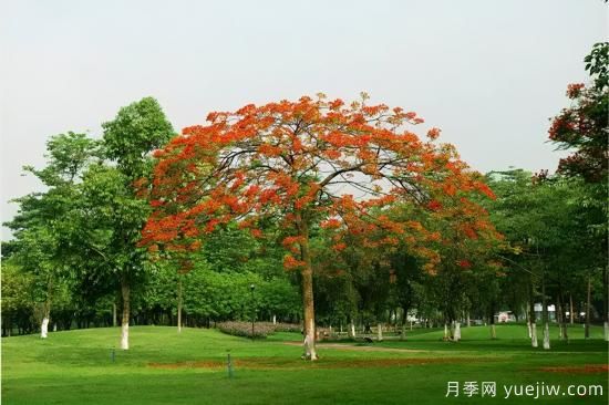 苗木中的精品！這6種高顏值苗木你家苗圃有嗎？(圖2)