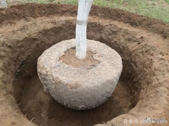 苗木取苗土球該多大合適呢？園林綠化施工挖樹穴的講究(圖2)