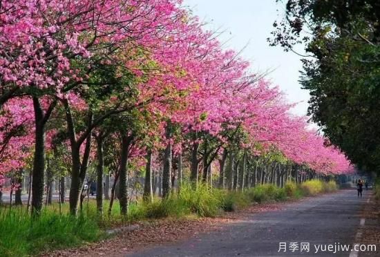 苗木中的精品！這6種高顏值苗木你家苗圃有嗎？(圖4)