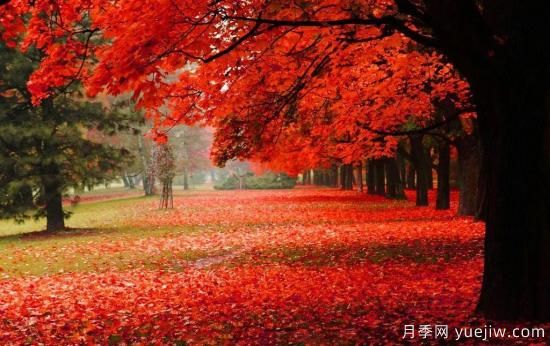 苗木中的精品！這6種高顏值苗木你家苗圃有嗎？(圖3)