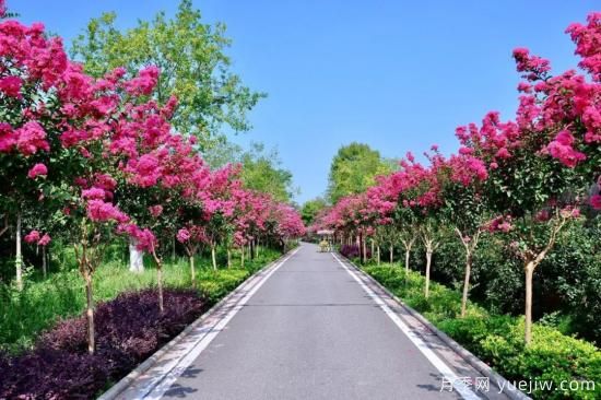 苗木中的精品！這6種高顏值苗木你家苗圃有嗎？(圖5)