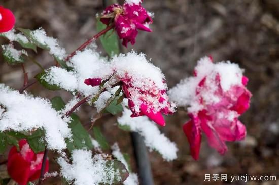 耐寒性，你家月季抗不抗凍？月季如何過(guò)冬(圖1)
