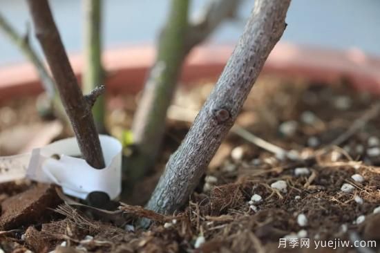 耐寒性，你家月季抗不抗凍？月季如何過(guò)冬(圖3)