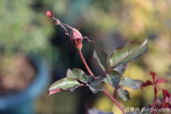 耐寒性，你家月季抗不抗凍？月季如何過(guò)冬(圖5)