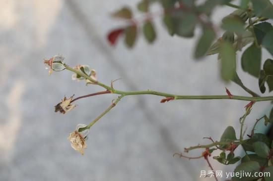 耐寒性，你家月季抗不抗凍？月季如何過(guò)冬(圖6)