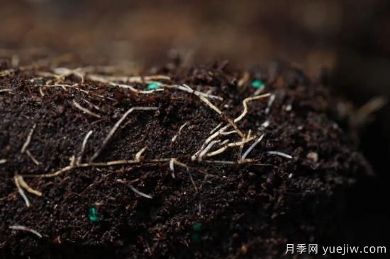 耐寒性，你家月季抗不抗凍？月季如何過(guò)冬(圖9)