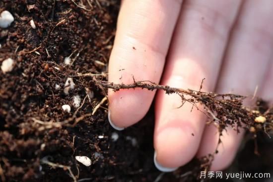 耐寒性，你家月季抗不抗凍？月季如何過(guò)冬(圖11)