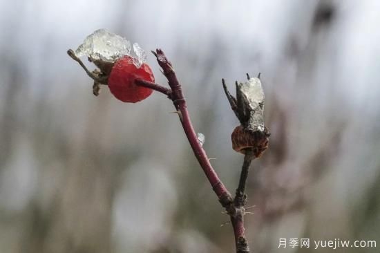 耐寒性，你家月季抗不抗凍？月季如何過(guò)冬(圖12)