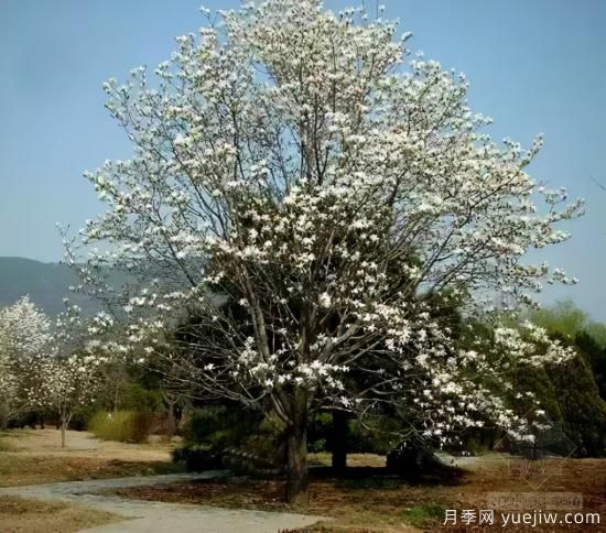 景觀人必知的行道樹知識！附30種常用落葉喬木介紹(圖10)