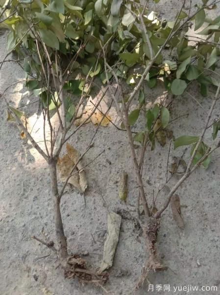 女貞爛根是什么原因造成的？如何挽救？(圖1)