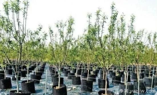 容器苗怎么固定才能防止傾倒？(圖1)