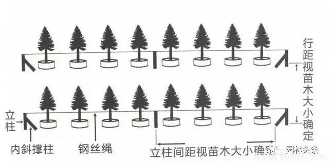 容器苗怎么固定才能防止傾倒？(圖2)