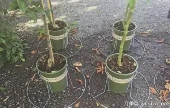 容器苗怎么固定才能防止傾倒？(圖5)
