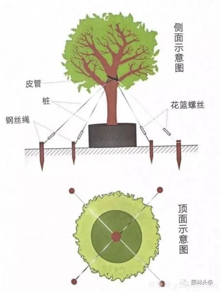容器苗怎么固定才能防止傾倒？(圖4)