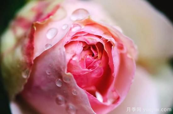 初冬月季花苞打不開，可能是這些原因，有什么應(yīng)對措施(圖2)