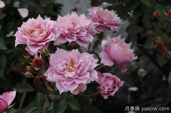 初冬月季花苞打不開，可能是這些原因，有什么應(yīng)對措施(圖3)