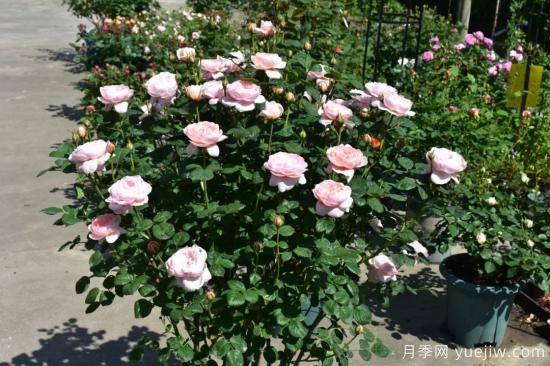 初冬月季花苞打不開，可能是這些原因，有什么應(yīng)對措施(圖4)