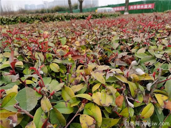 園林植物怎么合理用好防凍液？(圖1)