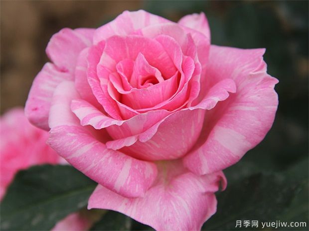 讀書句子迷：余生只愿你知足且上進，溫柔而堅定(圖1)