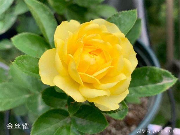 推薦10種好聽(tīng)又唯美的常見(jiàn)月季花(圖8)