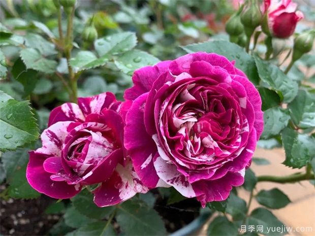 月季花病蟲害該如何防治？(圖1)