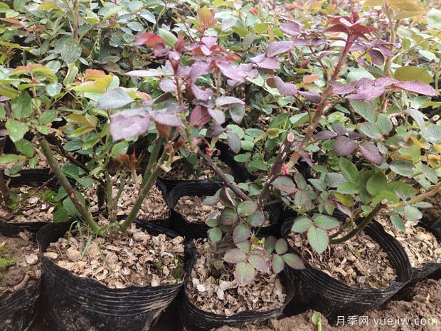 新疆喀什適合月季種植和應(yīng)用嗎？(圖2)