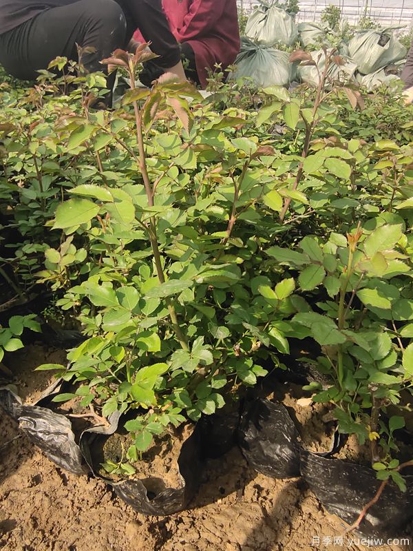 藍色風(fēng)暴月季杯苗4萬盆發(fā)貨河北(圖1)