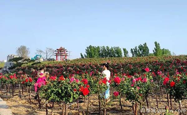 濰坊昌樂：西湖月季盛放期，五一假期花海來襲(圖1)