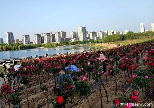濰坊昌樂：西湖月季盛放期，五一假期花海來襲(圖2)