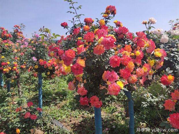 月季花怎么養(yǎng)好很簡單？總結(jié)養(yǎng)護(hù)管理要點(diǎn)(圖1)