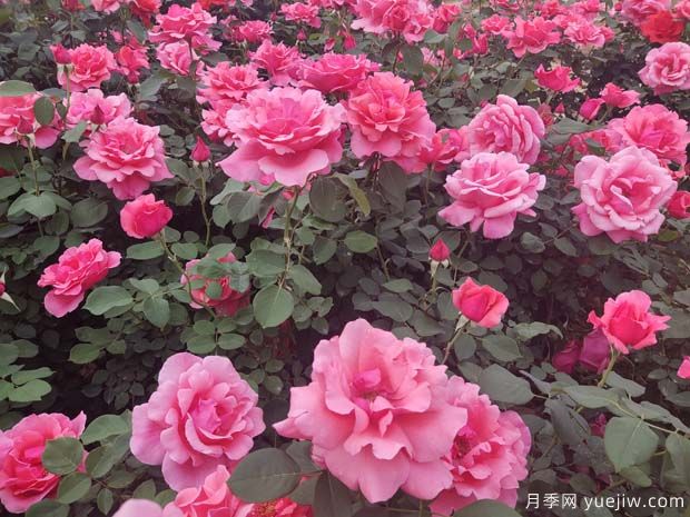 為什么不要買根接的月季？兩年之后長勢慢(圖1)