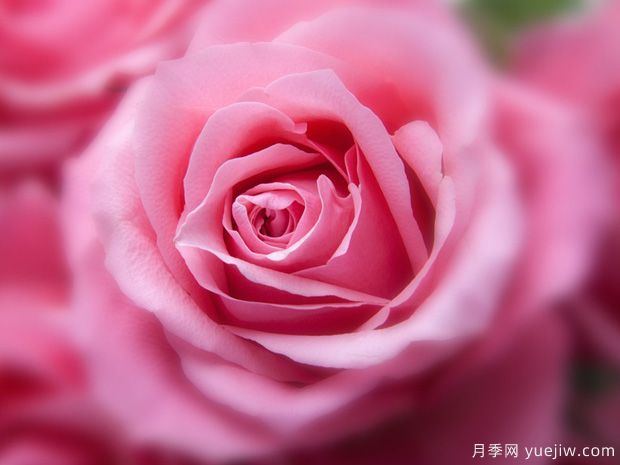 小學三年級作文：我家的月季花(圖1)