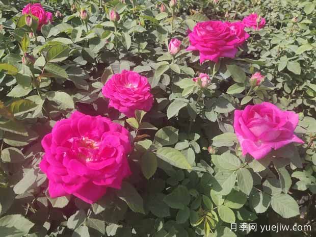 月季株形知識：微月、灌木、藤本、可藤可灌、株型緊湊(圖1)