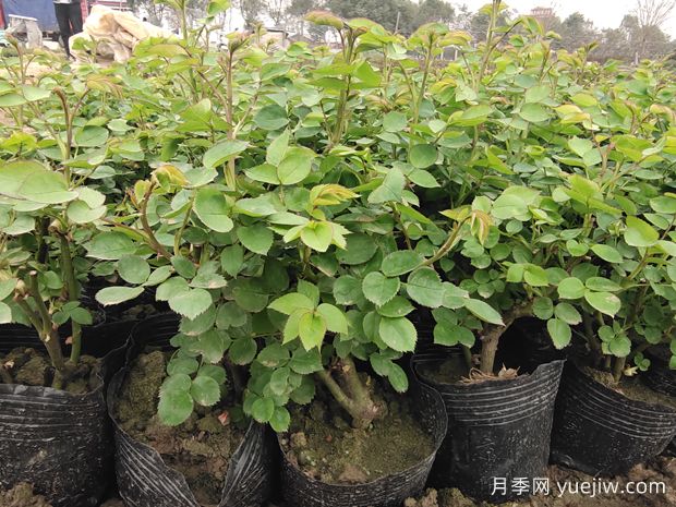 讓盆栽月季重復(fù)開花要掌握什么措施？(圖1)