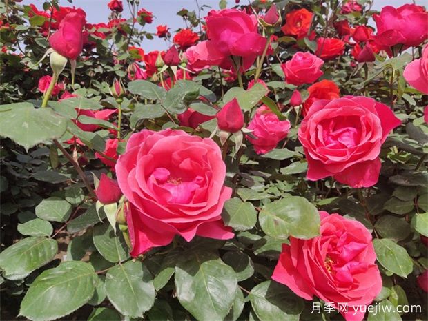 月季和玫瑰的區(qū)別，你知道嗎(圖1)