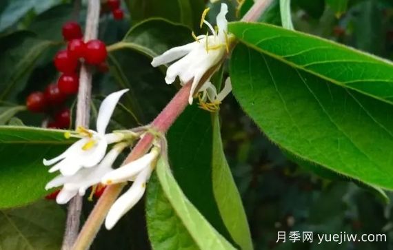 金銀木和金銀花有什么區(qū)別，金銀木有哪些主要價(jià)值？(圖1)